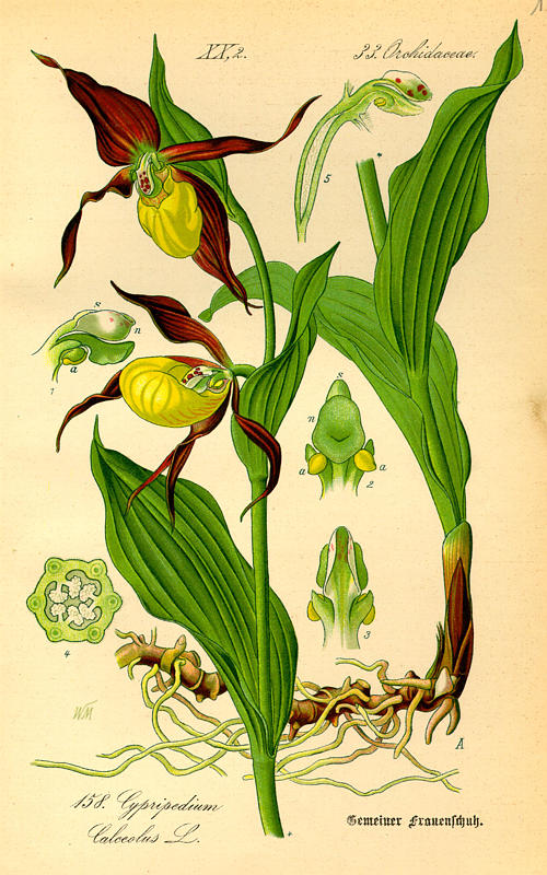 Zapatito de dama – La orquídea más bella | lacasuena